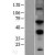 Western Blot: MMP14 Lysate [NBL1-13153] - Western Blot experiments. 
Left-Control; Right -Over-expression Lysate for MMP14